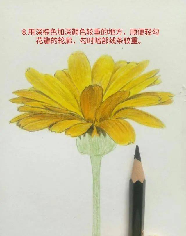 彩铅画入门教程 | 炎炎夏日下绽放的金盏花