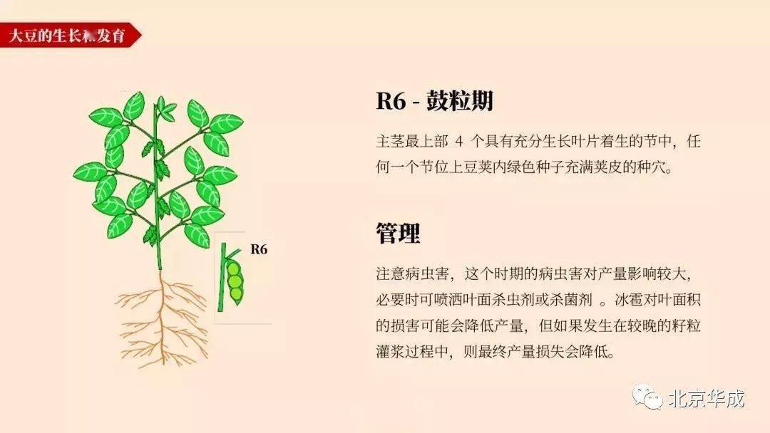 大豆的一生高清图谱解析