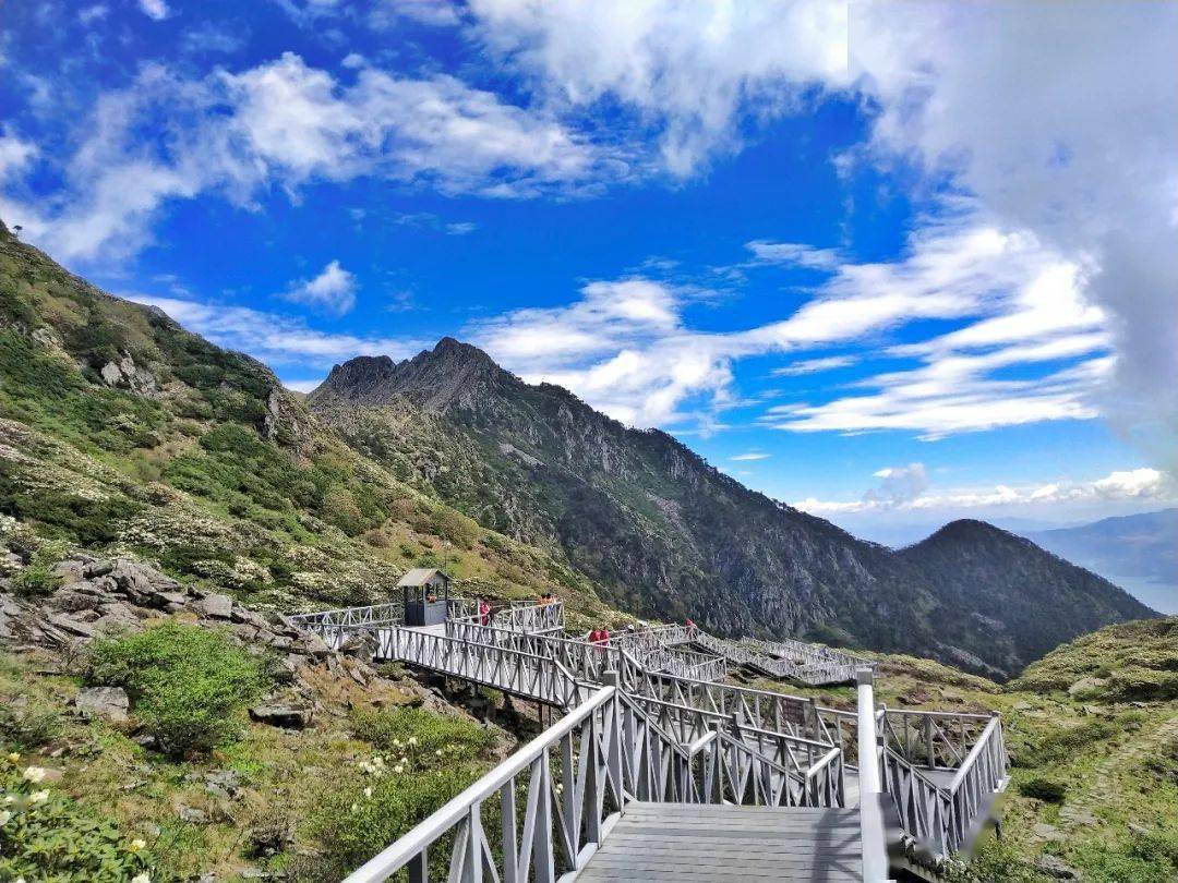 【视频 美图】大理苍山洗马潭高山杜鹃已花开成"海",错过赏花期就要再