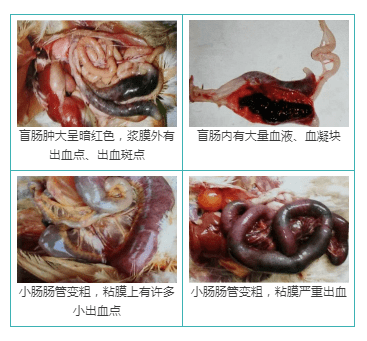 新禽报|夏季到来时,鸡病当谨慎!