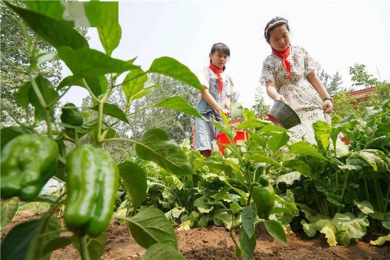 新华社报道了!邢台市桥西区这所小学在校园内开辟生态种植园!_东马