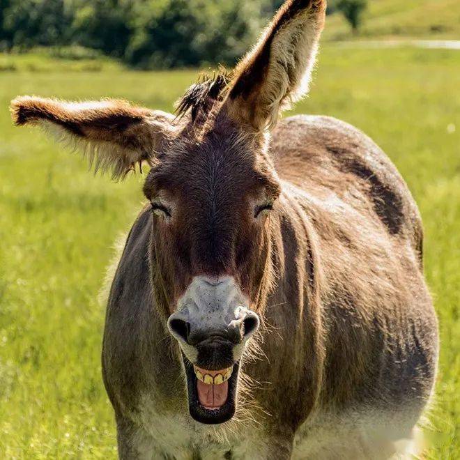 心情低落的时候就看看驴子,它们的大笑极具感染力!