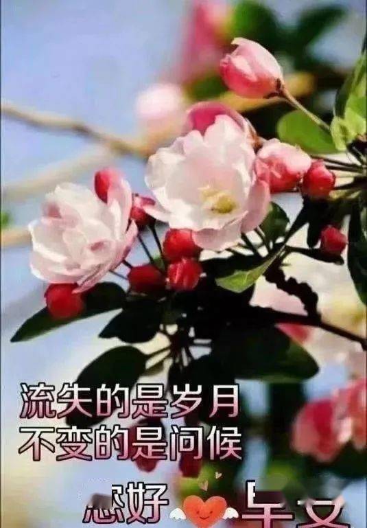 2020早上好最美带字图片动态表情,新版朋友早安温馨问候语