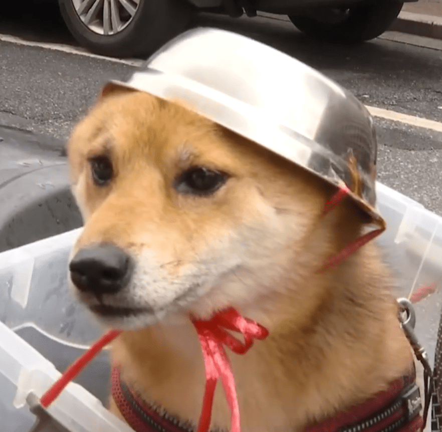 喵星人的