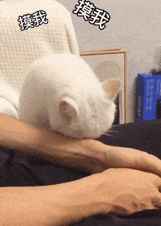 要摸摸才肯睡觉的小猫咪,实在太可爱了!