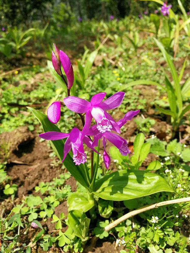 白芨属植物资源概况