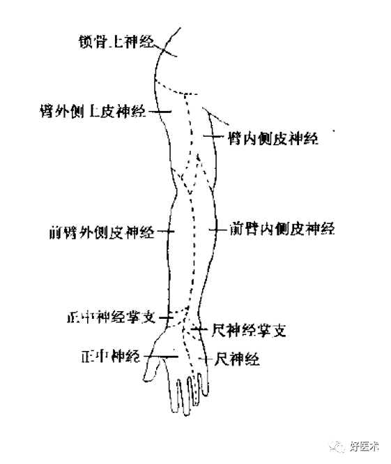 临床必备知识:神经系统体表定位标准!_脊神经