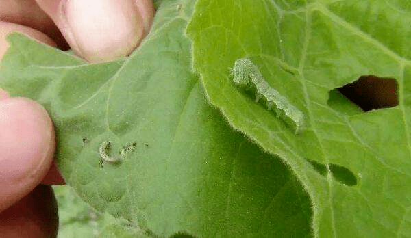 高温 干旱 缺雨 少水 病害 虫害下.该怎么照顾好棉花呢?