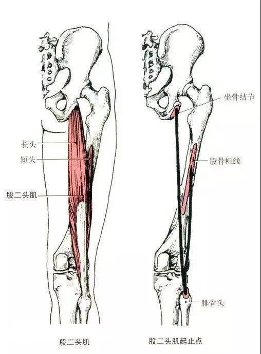 26,半腱肌和半膜肌