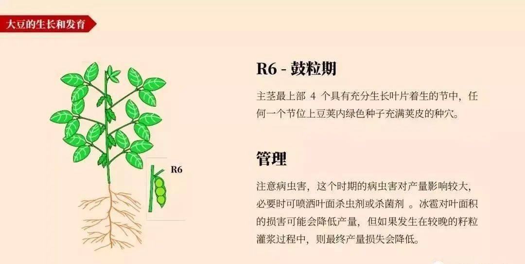 【农技推广】大豆的一生,高清图谱解析