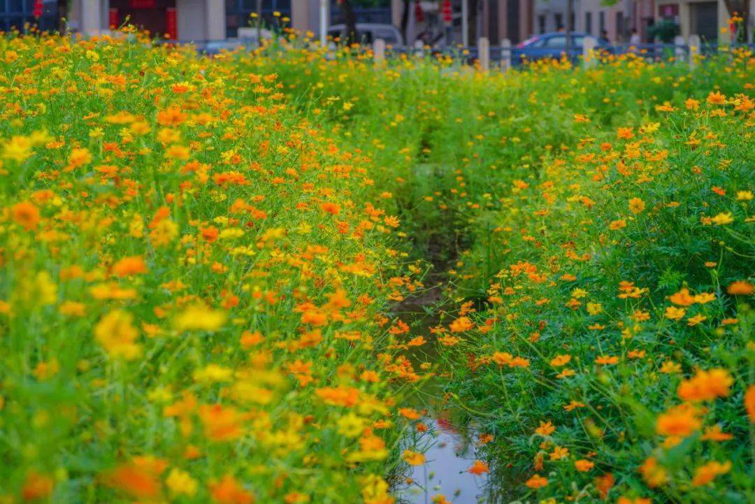 周末去打卡!大沥"藏"着15亩硫华菊花海,绽放着夏日的热情!