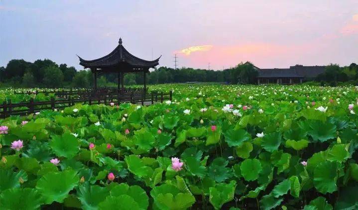 【千年水乡迎端午】游绍兴安昌古镇,镜湖十里荷塘,还送"端午祥瑞"大