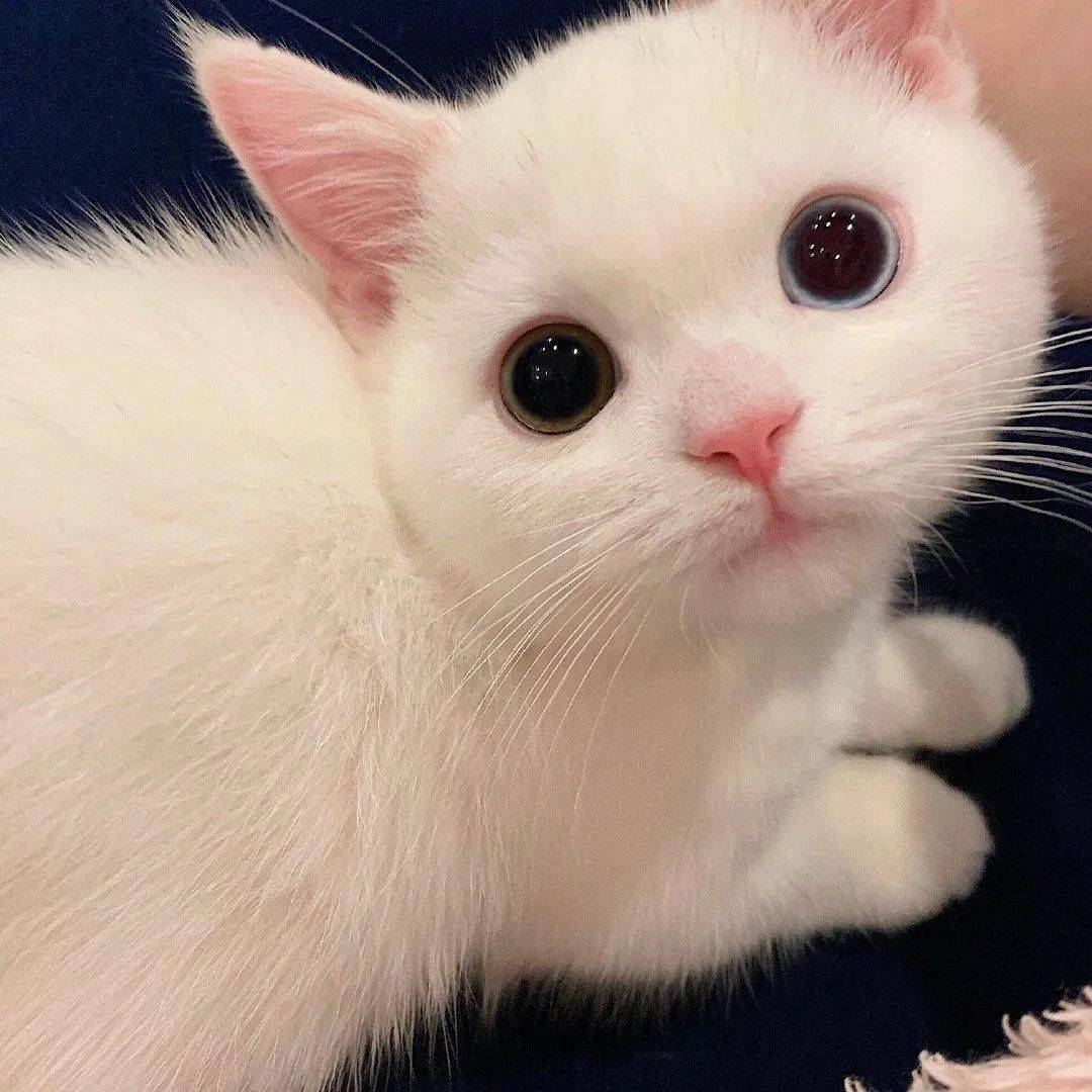网红猫咪 | 小奶猫蛋崽表情包