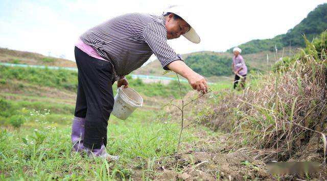 蕉坝镇人口_务川县蕉坝镇全貌图