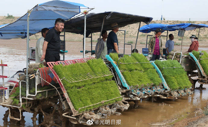 改良|袁隆平团队在内蒙古打造海水稻示范基地