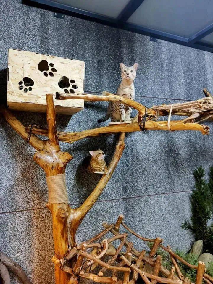 增加一个木头做的猫爬架
