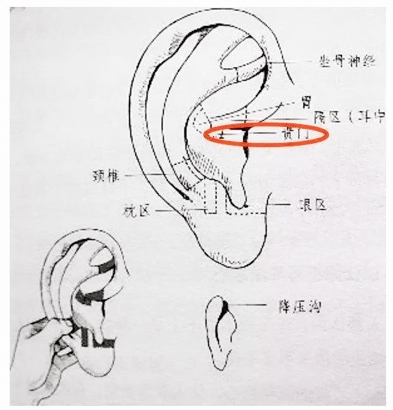 耳朵大有福这句话是真的吗耳朵的秘密不只这些