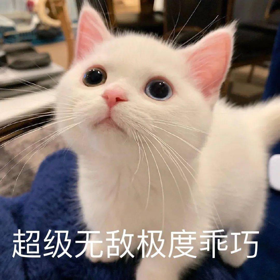 网红猫咪 | 小奶猫蛋崽表情包(二)