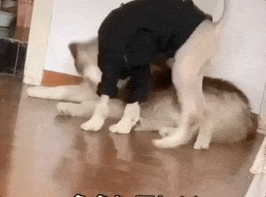 388_288gif 动态图 动图