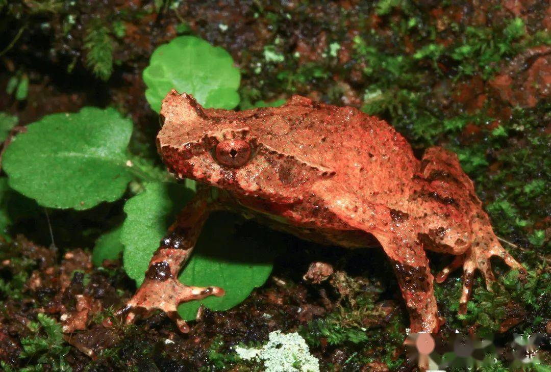 蛙类新种——雨神角蟾.kevin r. messenger 摄