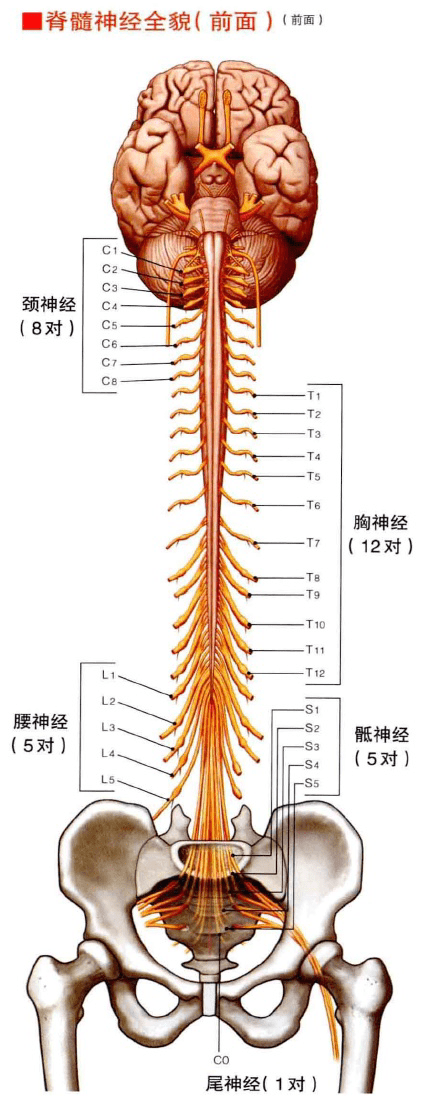 成人脊髓一般止于第1腰椎水平,再往下就是马尾神经和终丝.