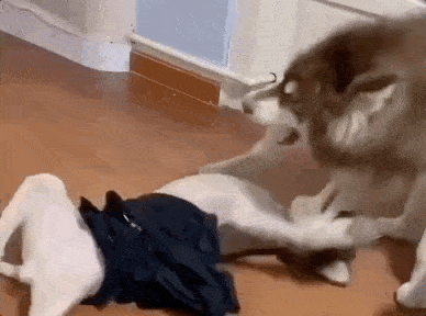 阿拉斯猪痛失所爱后郁郁寡欢,为了让它开心点,主人领回来一只小母狗