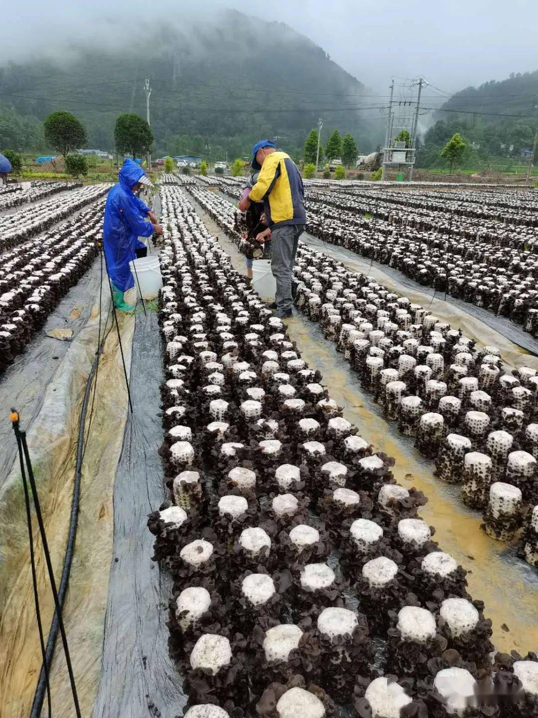 黄龙,白马等村,主要采取露天地栽和大棚吊袋两种方式栽培黑木耳