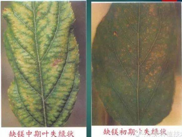 苹果树常见8种缺素症的表现及防治(图文版)