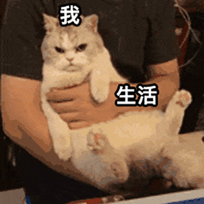 猫: