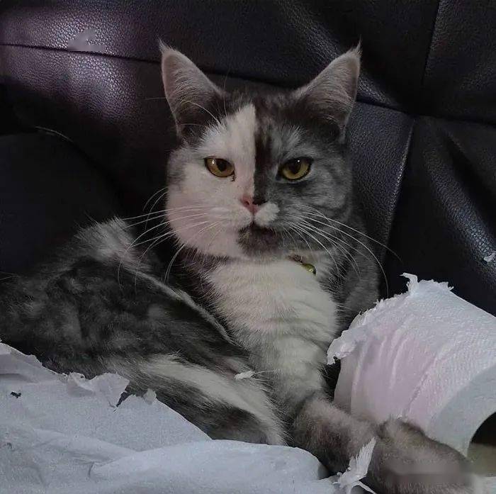 铲屎官eve不得不把家里的厕纸藏起来,以免"丧生"在cat嘴下.