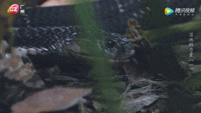 眼镜蛇是这片红树林里的终极杀手,白鹭雏鸟是它的饕餮美味