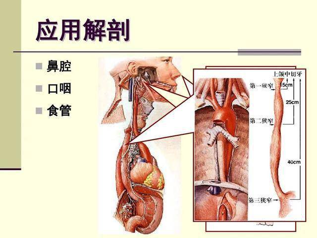 从解剖结构上看,喉口,食管前后毗邻紧贴在一起,气管的入口比食管的更