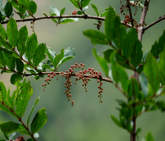 小心马桑果有毒