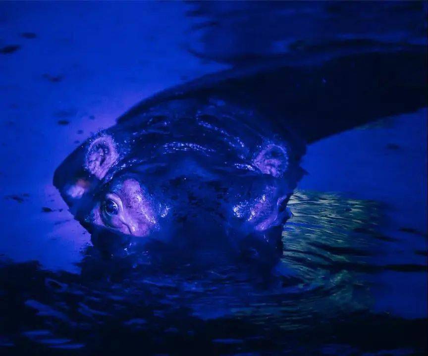 科学家拍到的神秘动物 a0ff9d06f0274867851467ba05e1f225.jpeg