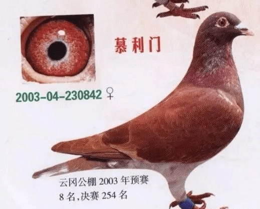 21 毛腿 无白头白眉白条白挡白胯者是好鸽. 返回搜             责任