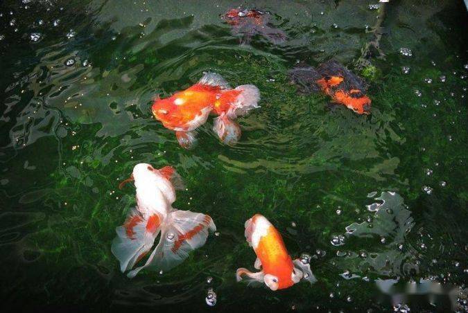 怎么看金鱼有没有寄生虫 4209e12ae5bd4bfc818f34d4d416e657.jpeg