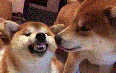 动物也会经历月经周期吗?