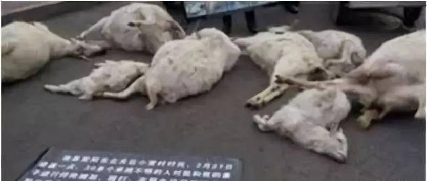 可一声令下把禁养的号角吹响, 卸磨杀驴翻脸无情好像不是咱政府的"