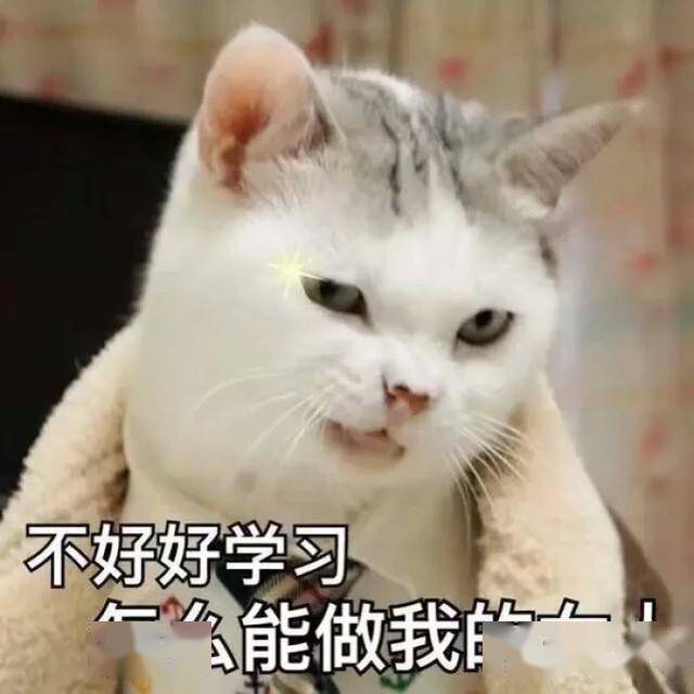 怎么教猫咪上厕所用猫砂 7fa32b38eaf04db7a3d3099257771cdf.jpeg
