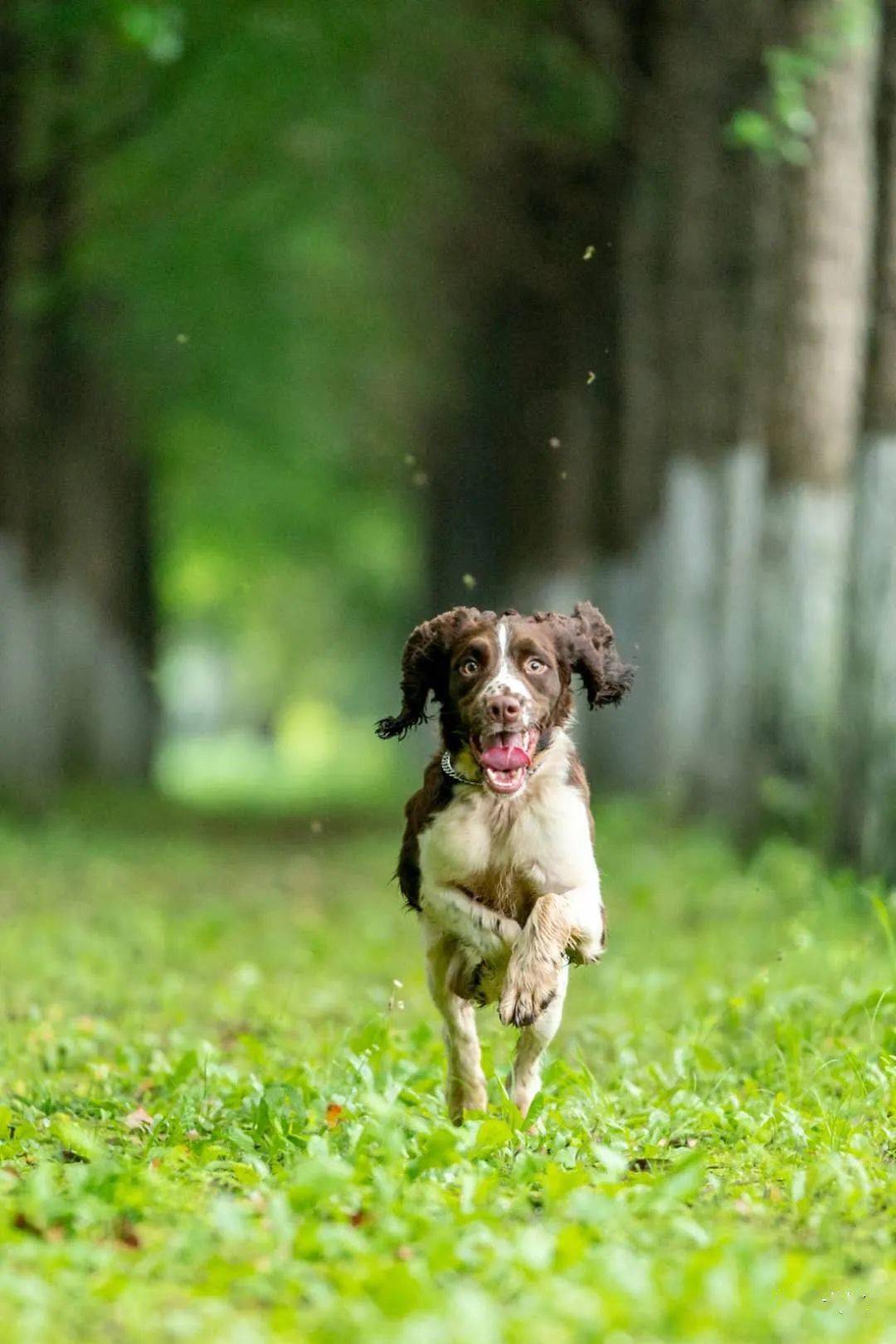 马犬,史宾格的高清美图