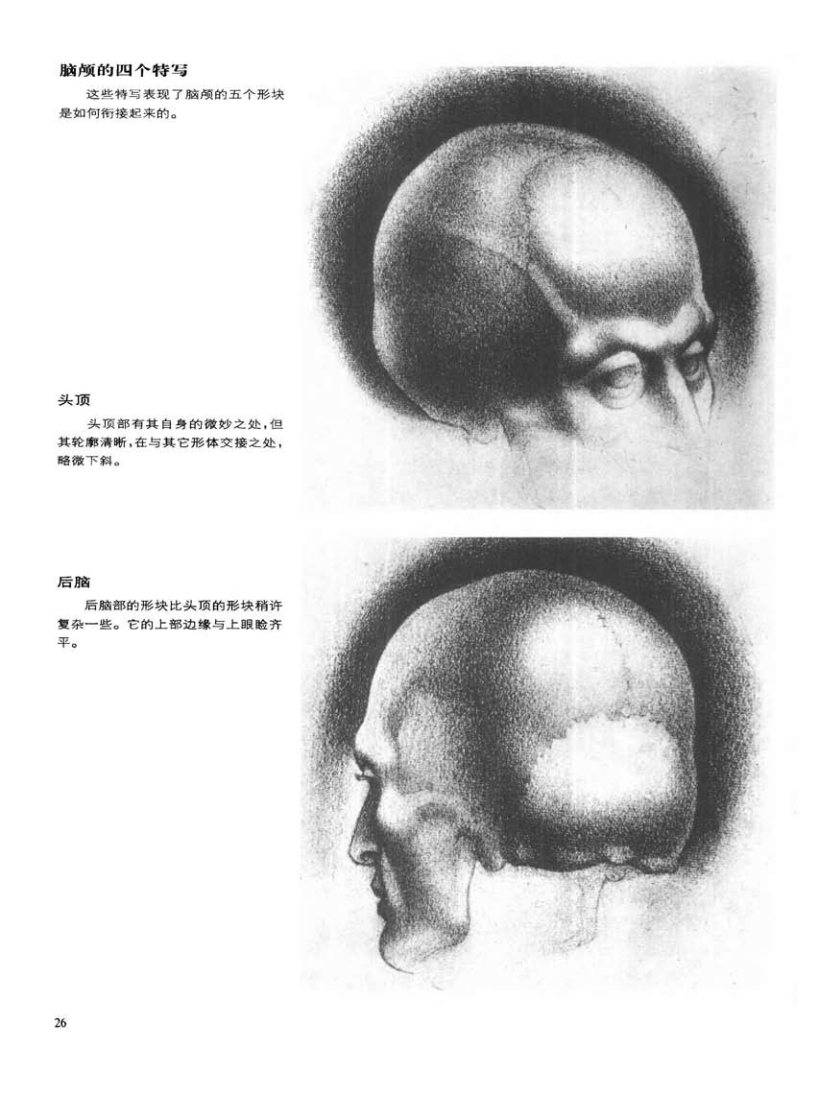 动态素描·头部结构 基本结构和形体 伯恩霍加思