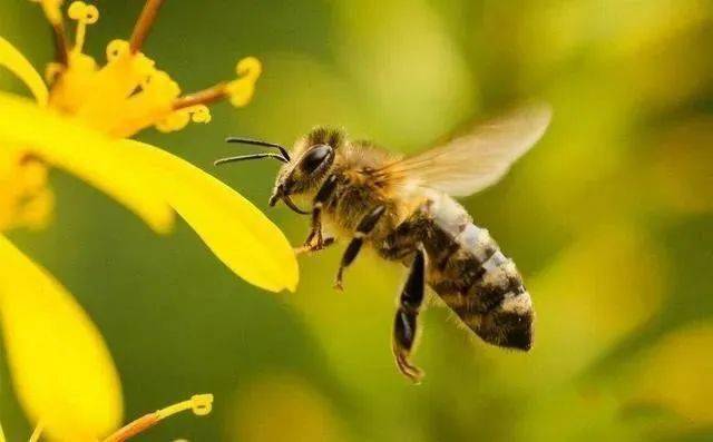 可以养的昆虫 eed138d6679648d69cca9629705ad51c.jpeg