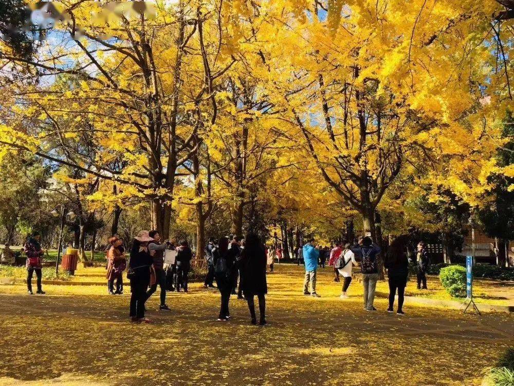 在昆明,有一座实力雄厚,风景优美的"银杏"大学,名为?