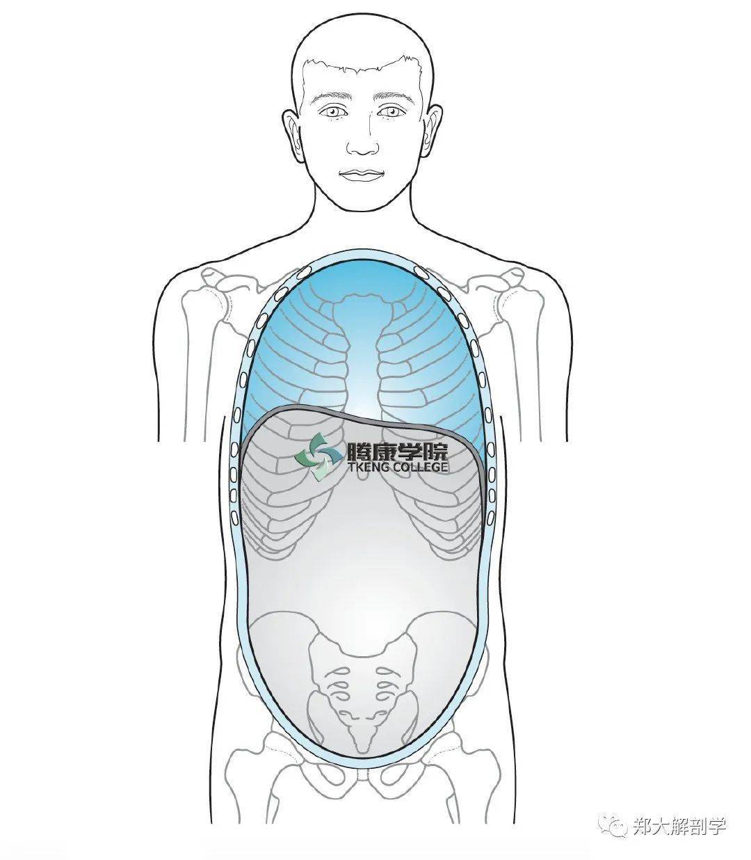 图1-6 膈的形态(下面观)-泌尿外科临床解剖学-医学