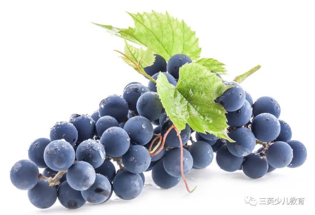 grape 葡萄