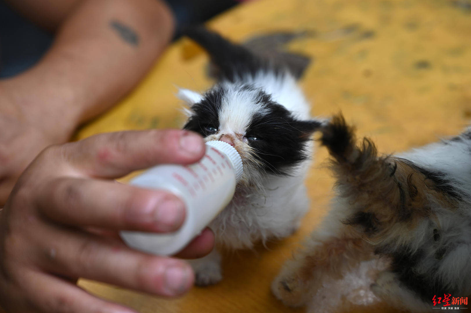 工作人员给流浪猫喂奶.