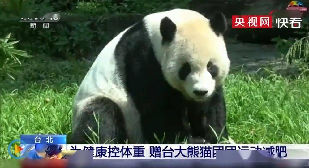 如何在家养一只大熊猫 42a34ae0c6b743778b6636296373151c.jpeg