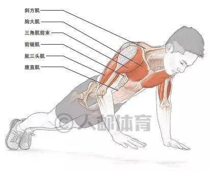 干货动态俯卧撑肌肉详解动作教程增强上肢爆发力