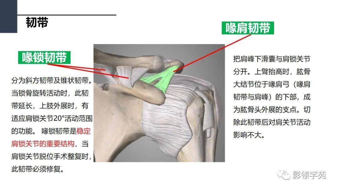 肩胛下肌,臂丛鉴别诊断——bankart损伤前下方盂唇损伤鉴别诊断:软骨