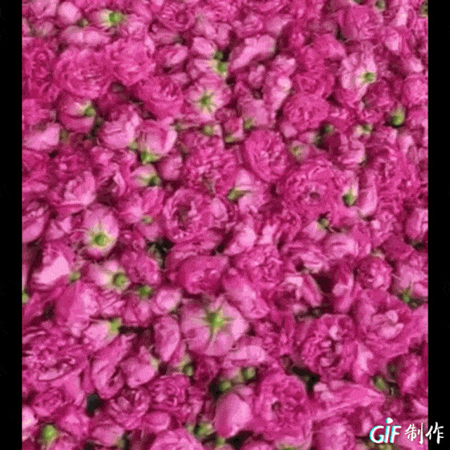 玫瑰花系列产品